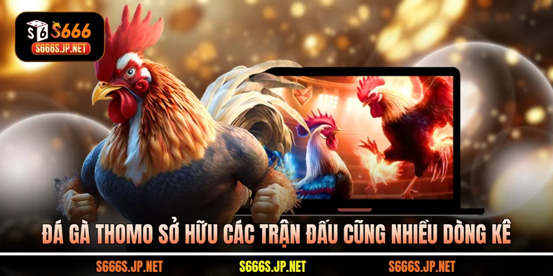 Đá gà Thomo sở hữu các trận đấu cũng nhiều dòng kê